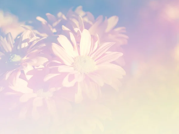 Fleur de couleur douce pour la conception de fond style doux et flou — Photo