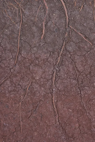 El suelo de turba como fondo — Foto de Stock