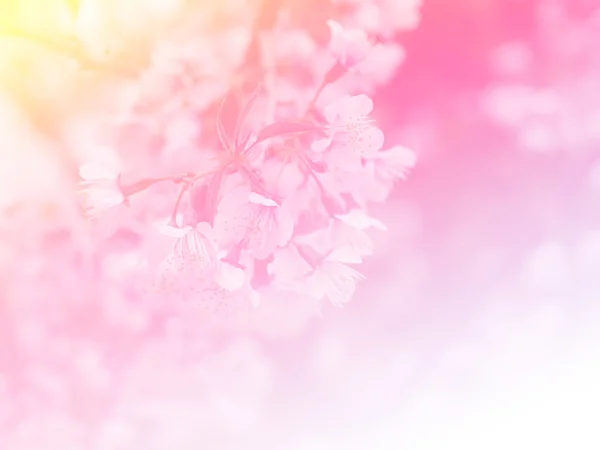 Sweet color flower for background design soft and blur style — Stock Photo, Image