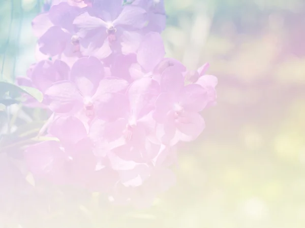 Sweet color flower for background design soft and blur style — Stock Photo, Image