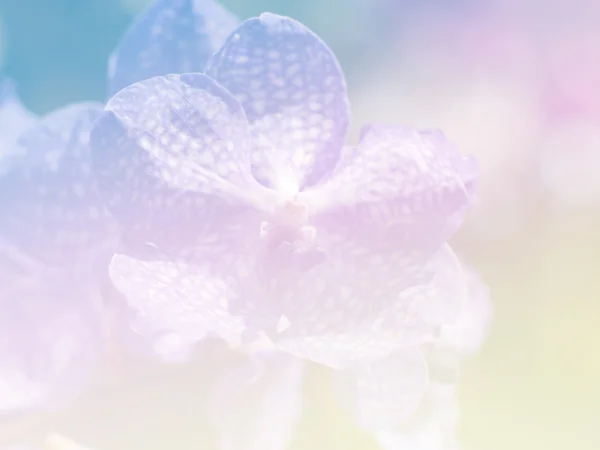 Квітка солодкого кольору для фонового дизайну м'який і розмитий стиль — стокове фото