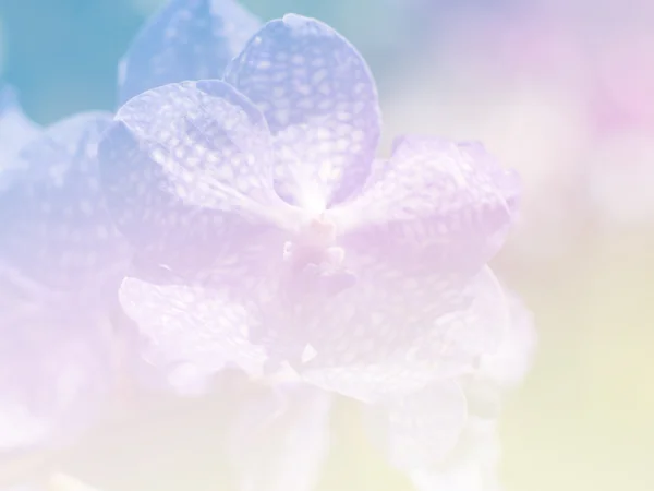 Sweet color flower for background design soft and blur style — Stock Photo, Image