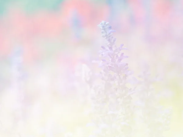 Dolce fiore di colore per il disegno di sfondo stile morbido e sfocato — Foto Stock