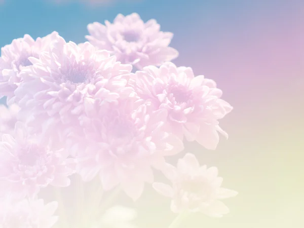 Sweet color flower for background design soft and blur style — Stock Photo, Image