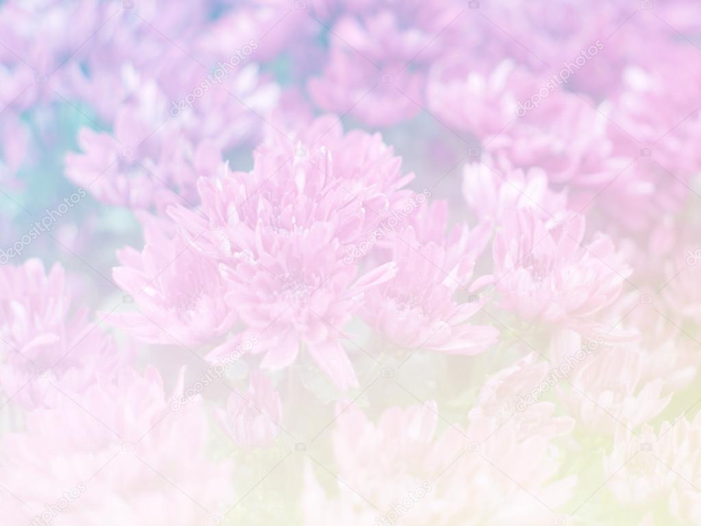 Sweet color flower for background design soft and blur style 