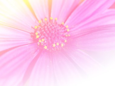 Tatlı renk arka plan tasarlamak yumuşak çiçek ve stil bulanıklık 