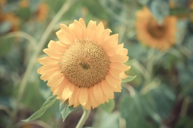 Ayçiçeği filtre etkisi retro vintage tarzı ile