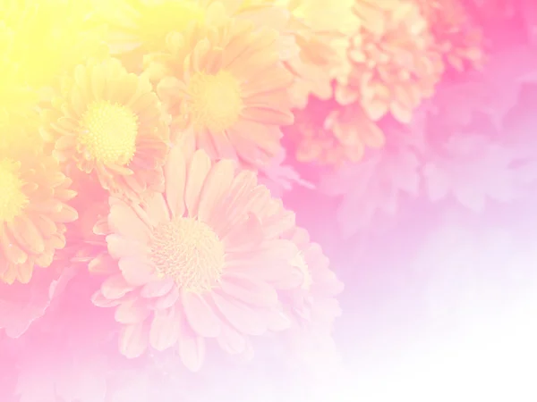 Słodkie kolor kwiat na tle projekt miękki i rozmycie styl — Zdjęcie stockowe