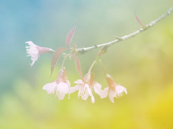 Dolce fiore di colore per il disegno di sfondo stile morbido e sfocato — Foto Stock