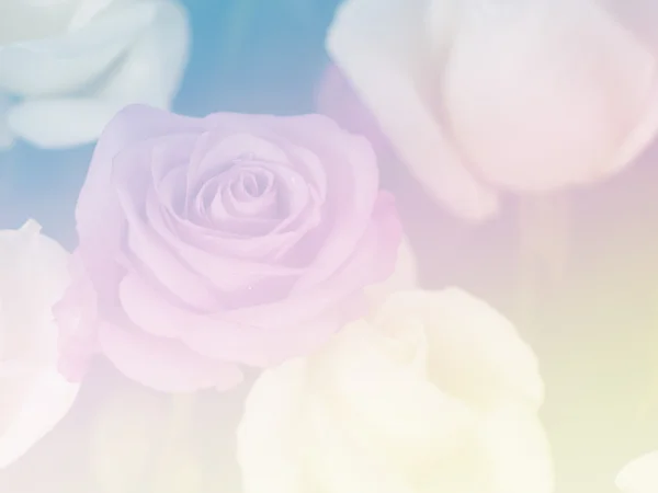 Sweet color flower for background design soft and blur style — Stock Photo, Image