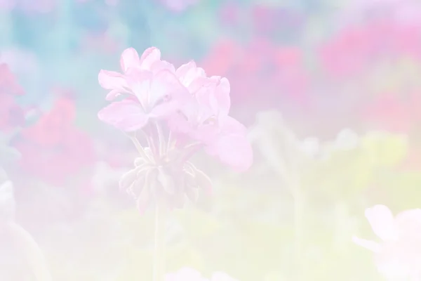 Söt färg blomma för bakgrundsdesign mjuk och oskärpa stil — Stockfoto