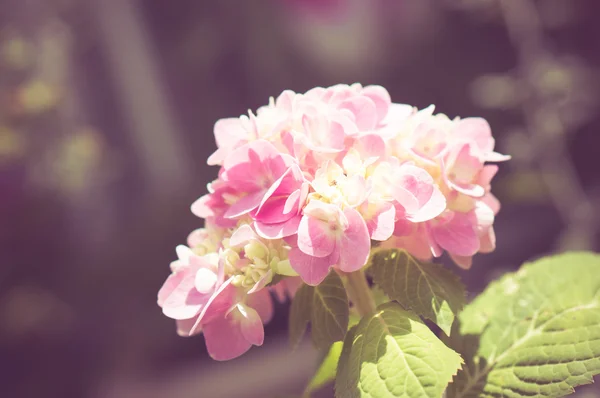 Цветы с эффектом фильтра ретро винтажный стиль — стоковое фото