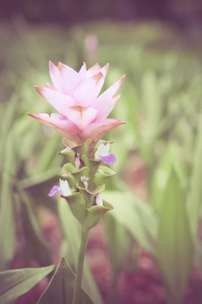 Flores con efecto de filtro estilo retro vintage — Foto de Stock