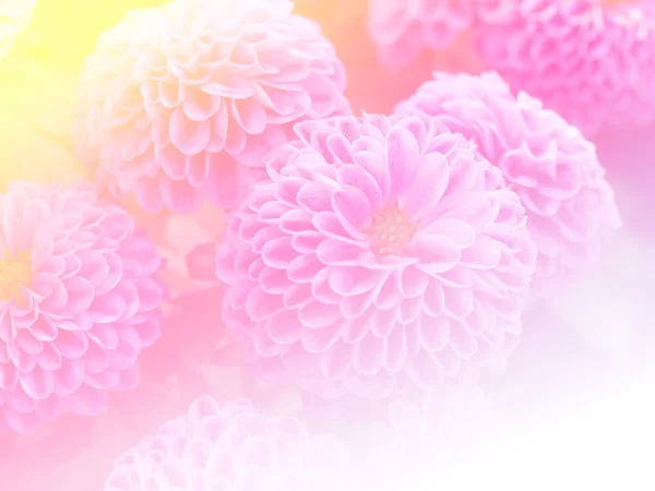 Sweet color flower for background design soft and blur style — Stock Photo, Image