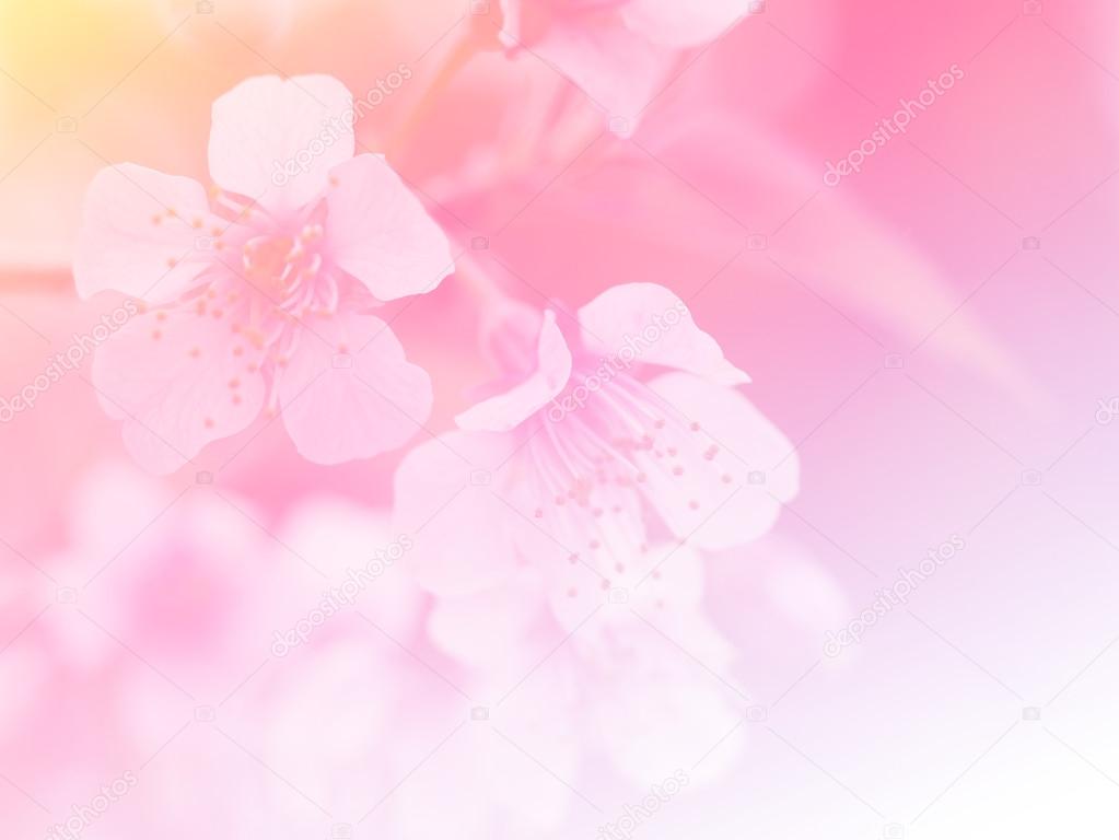 Sweet color flower for background design soft and blur style 