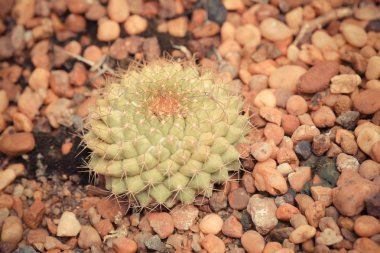 kaktüs filtre etkisi retro vintage tarzı ile