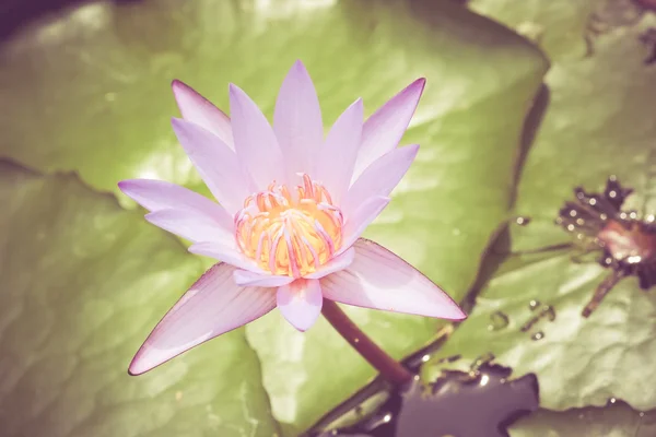 Квіти з ефектом фільтра ретро вінтажний стиль — стокове фото