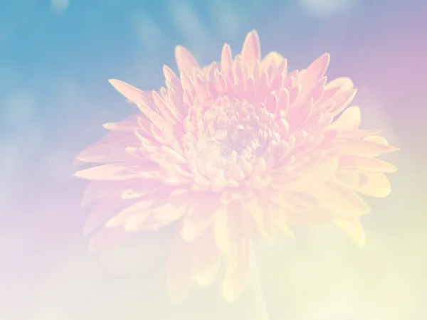 Сладкий цветок цвета для дизайна фона мягкий и размытый стиль — стоковое фото