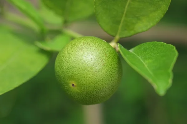 ライムのフルーツ、それの枝からぶら下がってライム グリーン ツリー — ストック写真