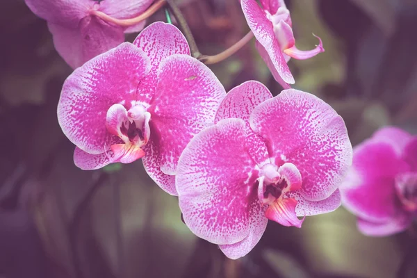 Blumen mit Filtereffekt im Retro-Vintage-Stil — Stockfoto