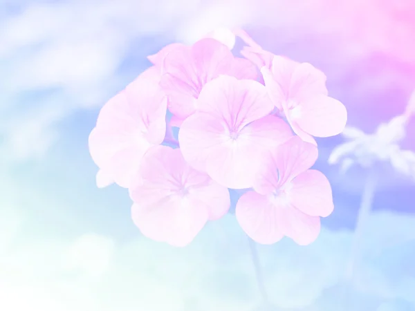 Flor de cor doce para design de fundo estilo suave e borrão — Fotografia de Stock
