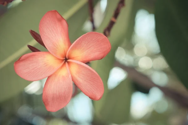 Blommor med filter effekt retro vintage stil — Stockfoto