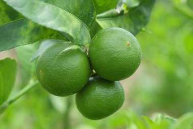 Limon meyve, yeşil ıhlamur ağacı dallarında asılı