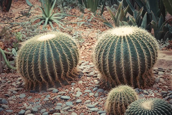 Cactus con efecto filtro estilo retro vintage —  Fotos de Stock