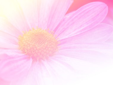 Tatlı renk arka plan tasarlamak yumuşak çiçek ve stil bulanıklık 