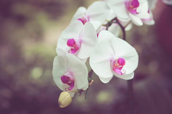 Blumen mit Filtereffekt im Retro-Vintage-Stil — Stockfoto