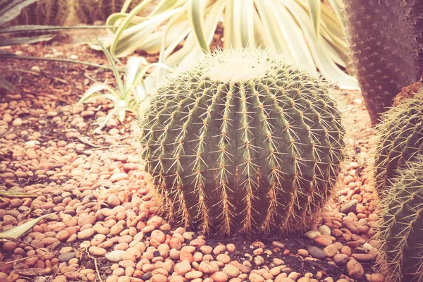 Cactus with filter effect retro vintage style — Stock Photo, Image