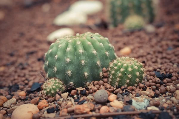 Kaktus med filter effekt retro vintage stil — Stockfoto