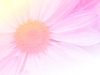 Tatlı renk arka plan tasarlamak yumuşak çiçek ve stil bulanıklık 