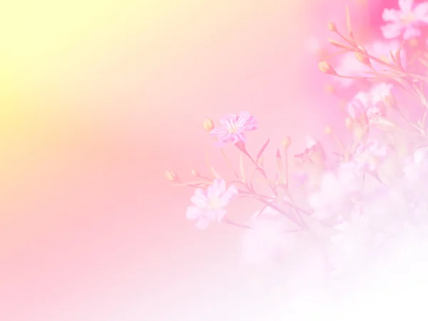 Квітка солодкого кольору для фонового дизайну м'який і розмитий стиль — стокове фото