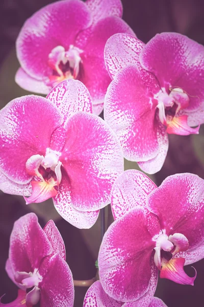 Blommor med filter effekt retro vintage stil — Stockfoto