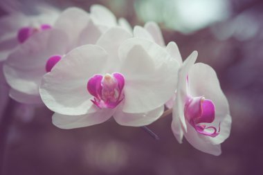 Filtre etkisi retro vintage tarzı çiçeklerle