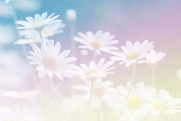 Tatlı renk arka plan tasarlamak yumuşak çiçek ve stil bulanıklık — Stok fotoğraf