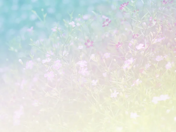 Sweet color flower for background design soft and blur style — Stock Photo, Image