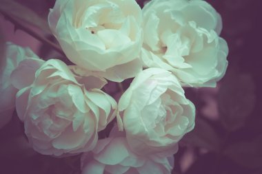 Filtre etkisi retro vintage tarzı çiçeklerle