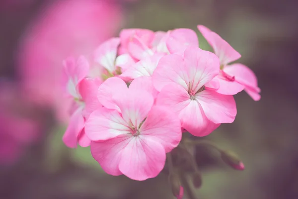 Flores com efeito de filtro estilo vintage retro — Fotografia de Stock