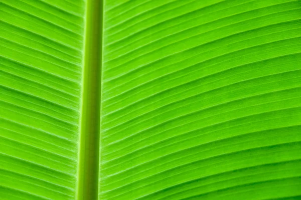 Bananen blad achtergrond met lijnen — Stockfoto