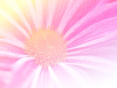 Tatlı renk arka plan tasarlamak yumuşak çiçek ve stil bulanıklık 