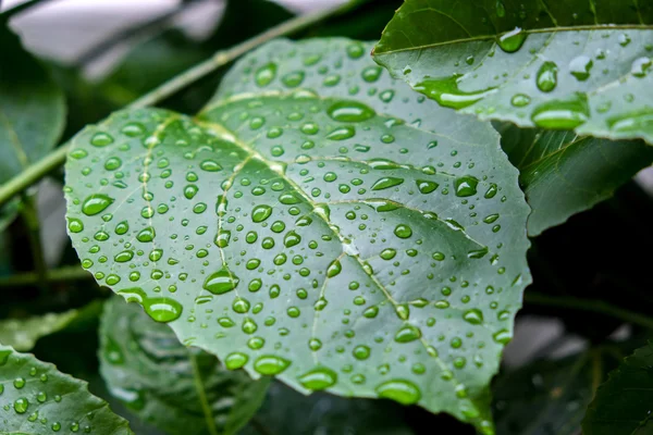 Зеленый лист с капельками воды для фона — стоковое фото
