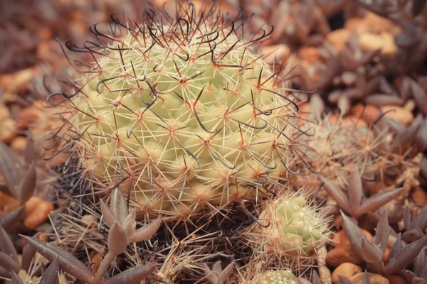 Cactus con efecto filtro estilo retro vintage —  Fotos de Stock