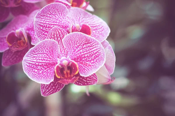 フィルター効果のレトロなビンテージ スタイルの花 — ストック写真