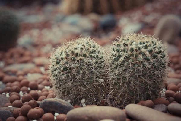 Cactus met filter effect retro vintage stijl — Stockfoto