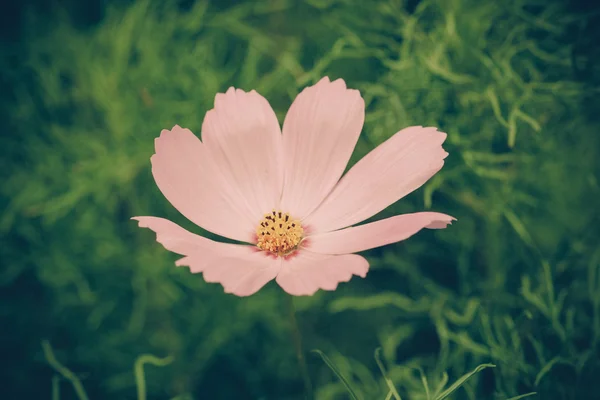 フィルター効果のレトロなビンテージ スタイルの花 — ストック写真