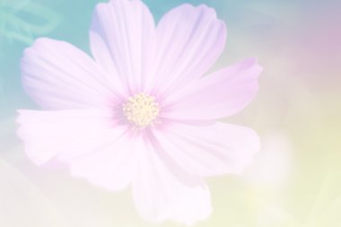 Tatlı renk arka plan tasarlamak yumuşak çiçek ve stil bulanıklık 