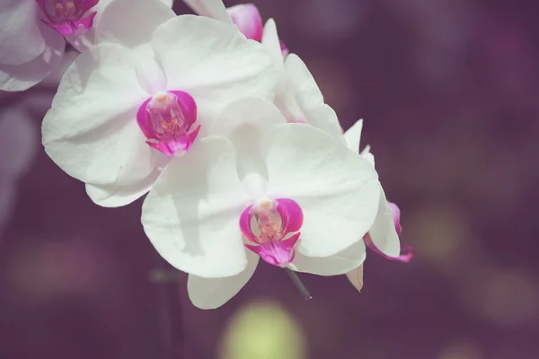 Flores com efeito de filtro estilo vintage retro — Fotografia de Stock