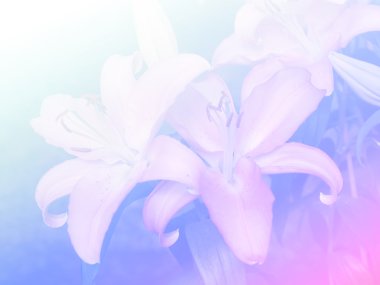 Tatlı renk arka plan tasarlamak yumuşak çiçek ve stil bulanıklık 